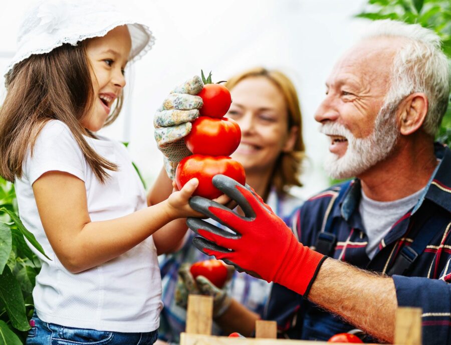 child and adults gardening tomatoes